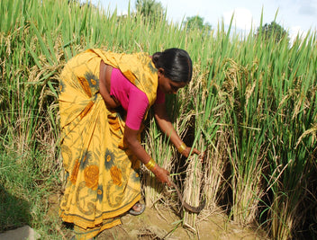 Women's Essential Role in Rice – Lotus Foods